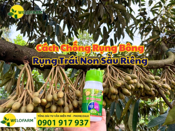 Cách Chống Rụng Bông Rụng Trái Non Sầu Riêng Hiệu Quả