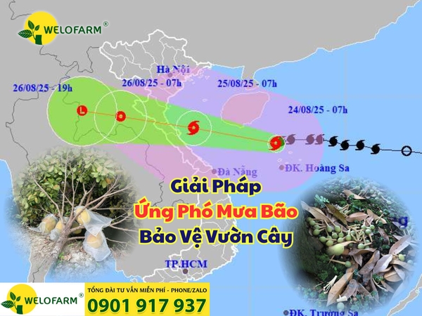 🔴 CẢNH BÁO MƯA BÃO – GIẢI PHÁP BẢO VỆ VƯỜN CÂY 🌿