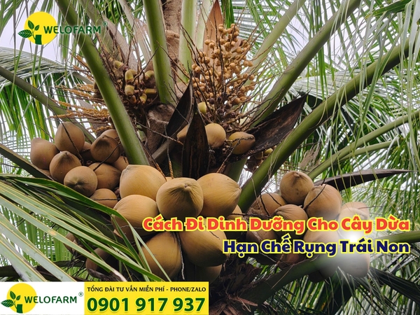 ⚡ Cách Đi Dinh Dưỡng Cho Cây Dừa - Hạn Chế Rụng Trái Non
