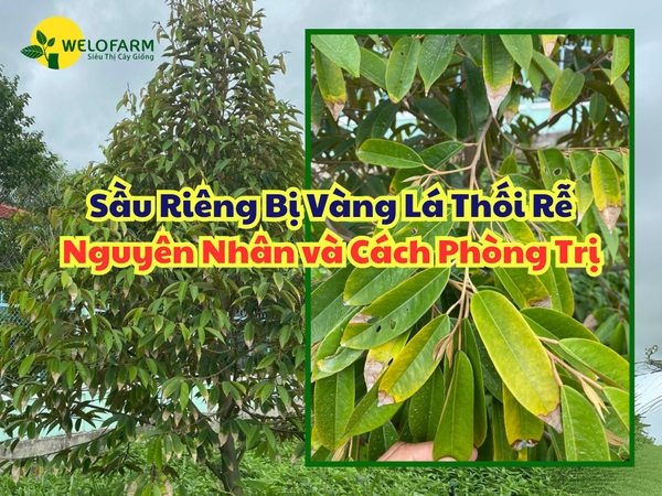 Vàng Lá Thối Rễ Sầu Riêng – Nguyên Nhân Và Cách Phòng Trị