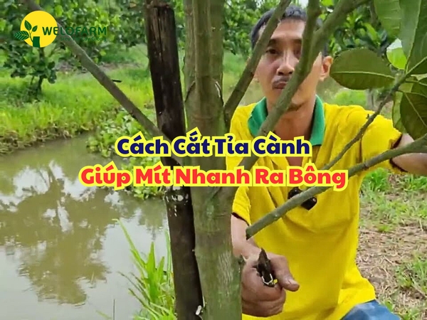 Cách Cắt Tỉa Cành Giúp Mít Ruột Đỏ Nhanh Ra Bông