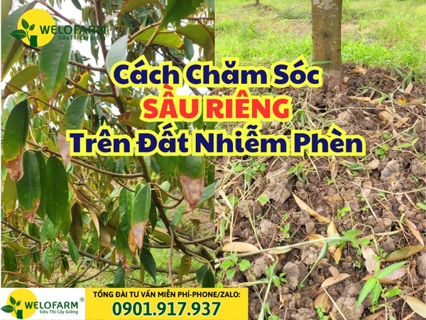 Cách Chăm Sóc Sầu Riêng Trên Đất Phèn