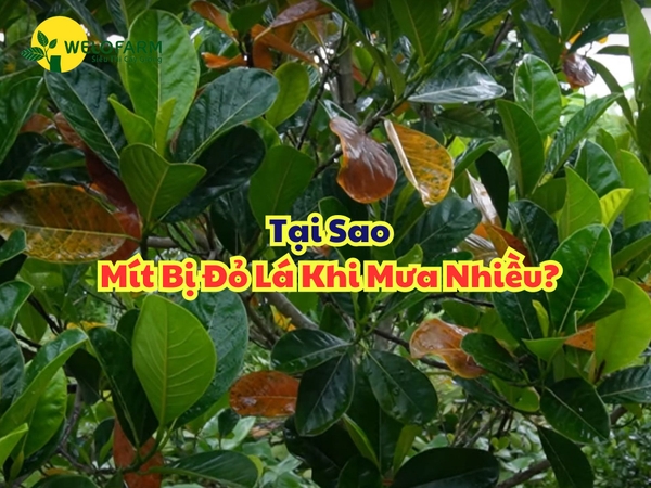🍂 Tại Sao Mít Ruột Đỏ Bị Đỏ Lá Khi Trời Mưa?