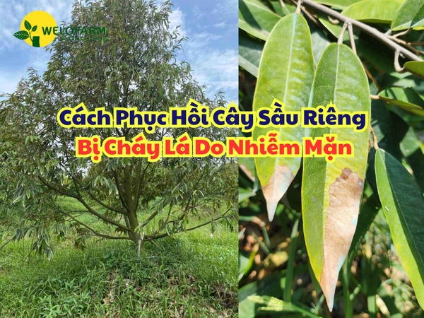 Cách Phục Hồi Cây Sầu Riêng Bị Cháy Lá Do Nhiễm Mặn