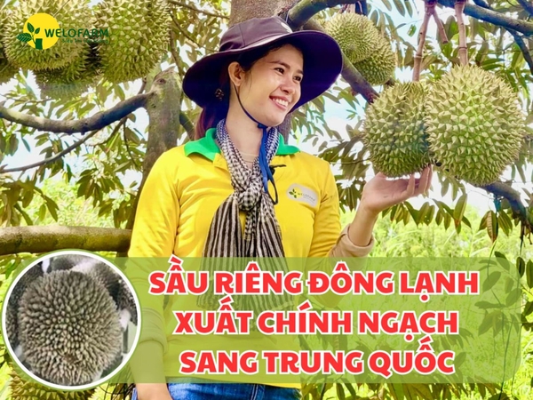 🎉 SẦU RIÊNG Đông Lạnh, DỪA Tươi Sẽ Được XUẤT KHẨU CHÍNH NGẠCH Sang Trung Quốc