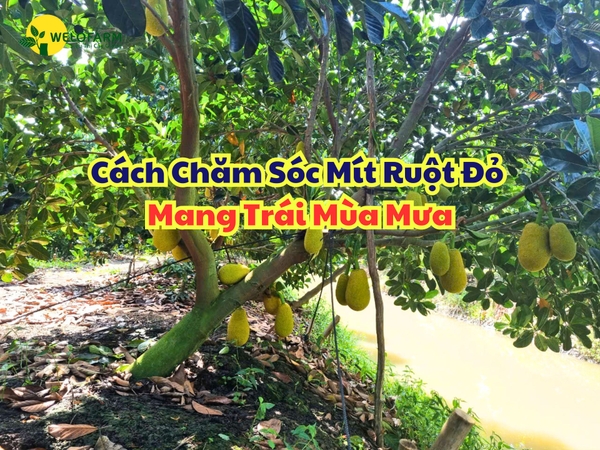 Cách Chăm Sóc Mít Ruột Đỏ Ra Bông Mùa Mưa