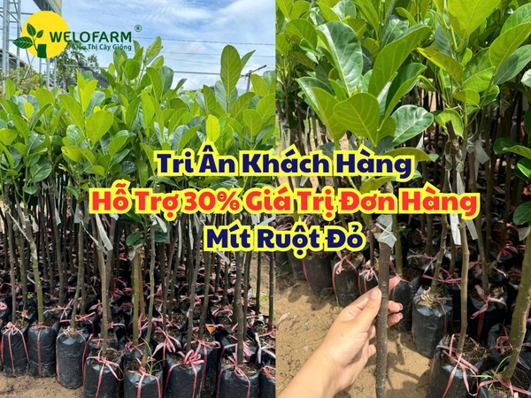 💥 Welofarm Tri Ân Khách Hàng: Hỗ Trợ Đầu Tư Cây Mít Ruột Đỏ Xơ Vàng