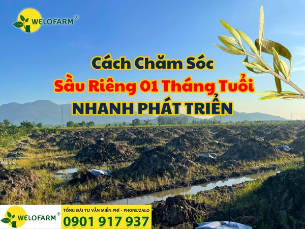 🌳 Cách Chăm Sóc Sầu Riêng 1 Tháng Tuổi Nhanh Phát Triển