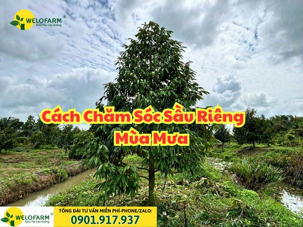 🌧 Cách Chăm Sóc Sầu Riêng Mùa Mưa Hiệu Quả