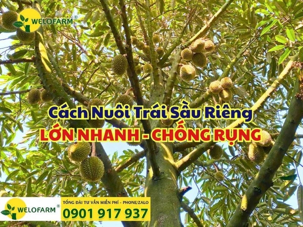 ✨ Cách Nuôi Trái Sầu Riêng Lớn Nhanh - Chống Rụng Trái