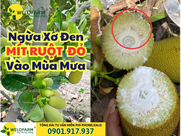 Cách Ngừa Mít Bị Xơ Đen Vào Mùa Mưa