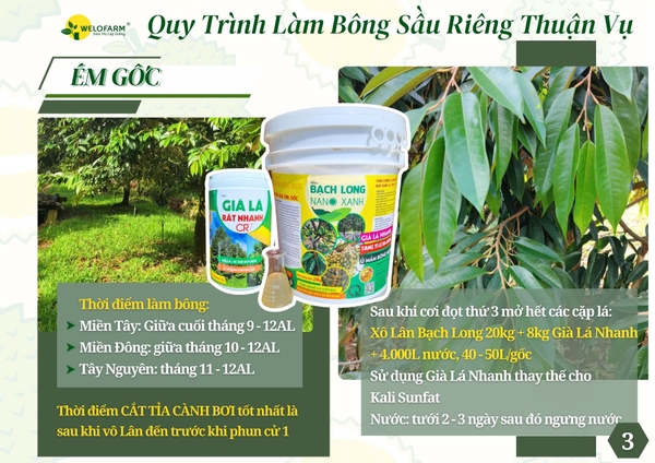 🌸 CÁCH LÀM BÔNG SẦU RIÊNG THUẬN VỤ - KHI NÀO CẮT CÀNH BƠI, TẠO MẦM?