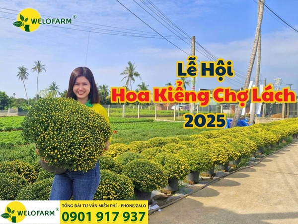 Lễ Hội Hoa Kiểng Chợ Lách 2025 – Điểm Đến Không Thể Bỏ Lỡ Cho Tín Đồ Hoa Kiểng