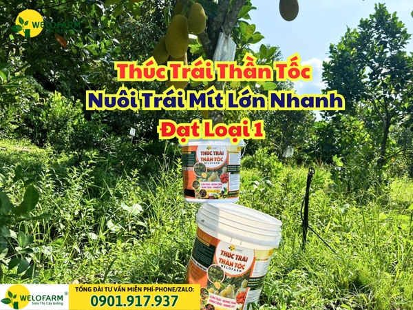 Thúc Trái Thần Tốc - Cách Nuôi Trái Mít Lớn Nhanh Đạt Loại 1