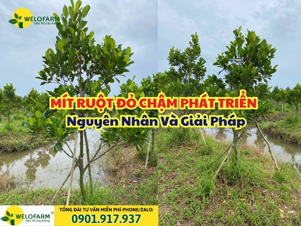 🌱 MÍT RUỘT ĐỎ CHẬM PHÁT TRIỂN - NGUYÊN NHÂN VÀ GIẢI PHÁP