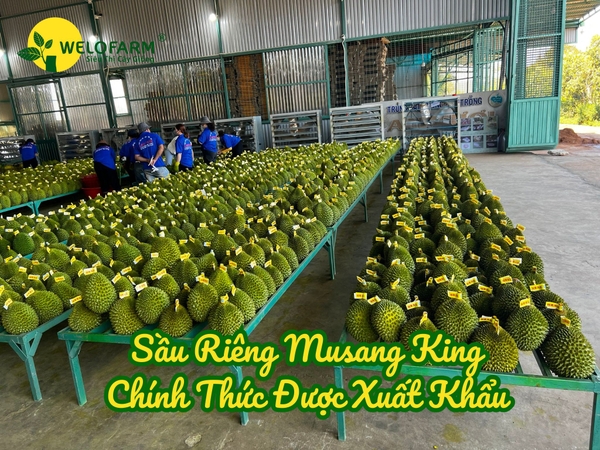 💥 SẦU RIÊNG MUSANG KING Đã Chính Thức Được XUẤT KHẨU 💥