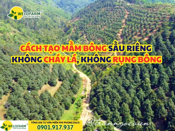 🌸 CÁCH TẠO MẦM BÔNG SẦU RIÊNG KHÔNG CHÁY LÁ, KHÔNG RỤNG BÔNG