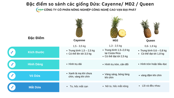 So sánh đặc điểm các giống Dứa: Cayenne/ MD2/ Queen