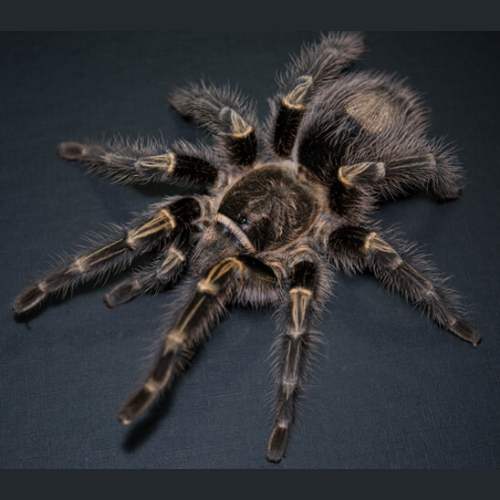 Chaco Golden knee tarantula 2-3cm (Grammostola pulchripes) HT