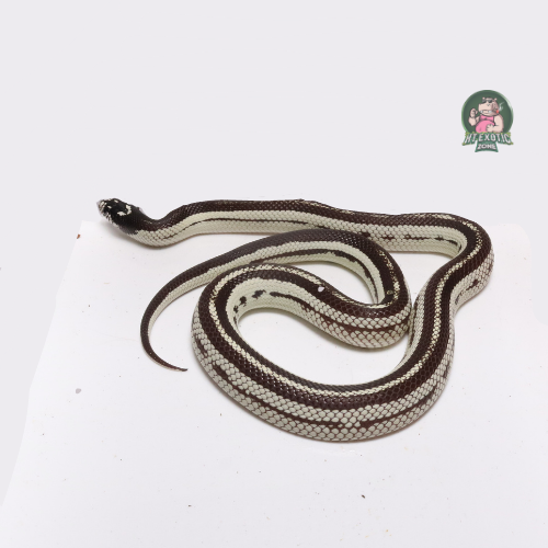 【f-arai】KING SNAKE Swamp Adult Breeder Hypo Applegate Arizona Mountain King Snake