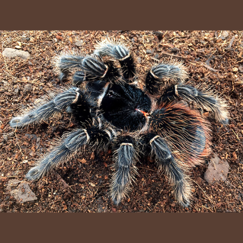 Lasiodora klugi (Bahia scarlet tarantula) 1-1,5cm | HT - Exoticzone