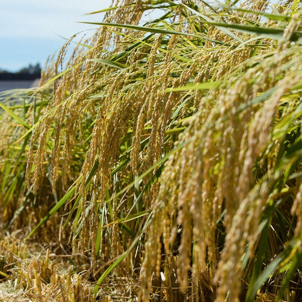 Gạo Sakamai được sử dụng để ngâm ủ rượu sake Nihon Sakari Nigiwai