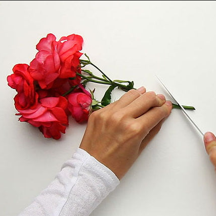 Cắt chéo góc là phương pháp trong bảo quản hoa tươi