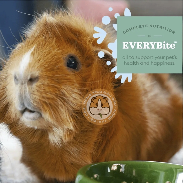 (Túi Nguyên) Guinea Pig Oxbow Essentials Adult 2,25kg