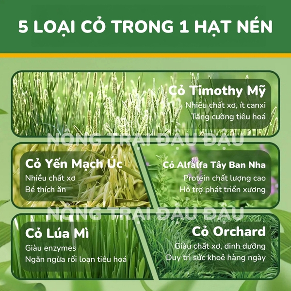 Cỏ Nén MrHay Thảo Mộc