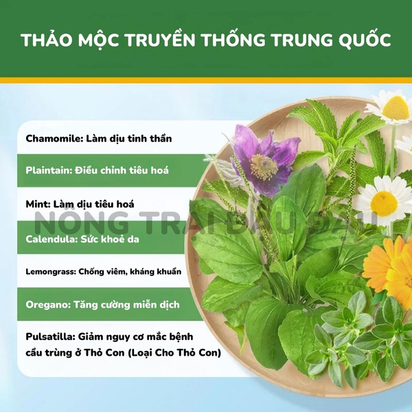 Cỏ Nén MrHay Thảo Mộc
