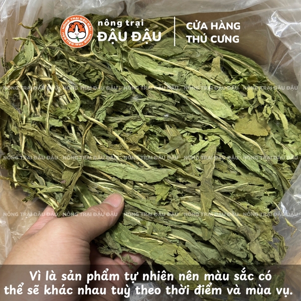Rau Diếp Xoăn Cho Thỏ, Bọ Ú, Chinchilla Ăn Vặt Giàu Dinh Dưỡng