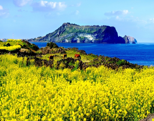 Kinh nghiệm du lịch đảo Jeju, Hàn Quốc