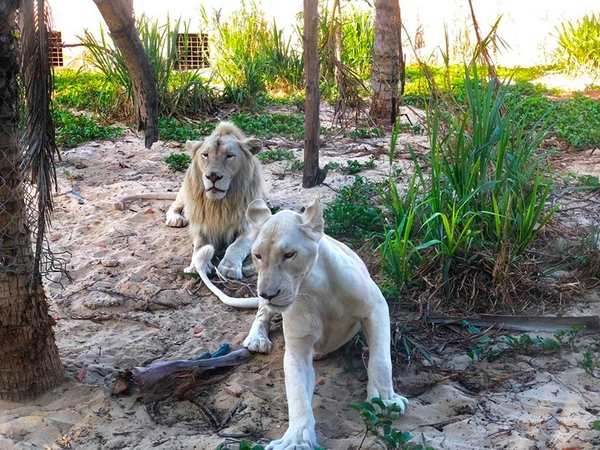Khám phá thế giới động vật tại FLC Zoo Safari Park Quy Nhơn