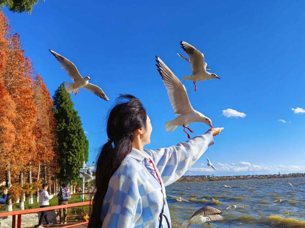 Du lịch Côn Minh mùa đông - Thiên đường của hải âu mỏ đỏ