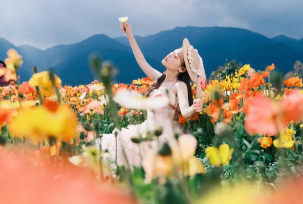 Hải Hoa Viên – Một trong những cánh đồng hoa lớn nhất Đại Lý