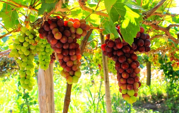 Kinh nghiệm du lịch vùng đất nho Ninh Thuận