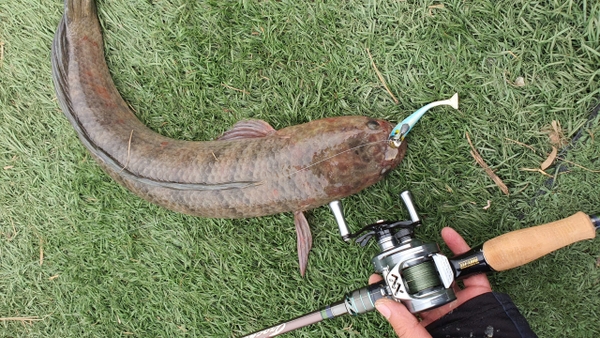 Câu Lure Là Gì Bạn Nhỉ?