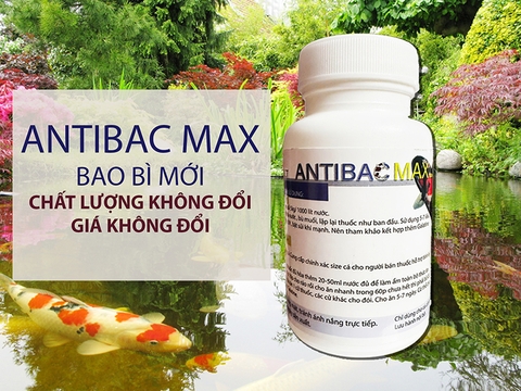 Kháng sinh cá cảnh Antibac MAX diệt khuẩn, điều trị bệnh nhiễm khuẩn, lở loét, đục mắt, thối mang cá cảnh, cá Koi