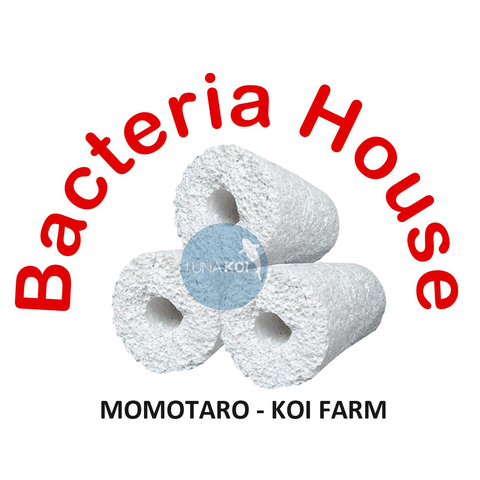 1 thùng sứ lọc Momotaro Bacteria House 10kg vật liệu lọc nước hồ cá Koi tốt nhất thế giới