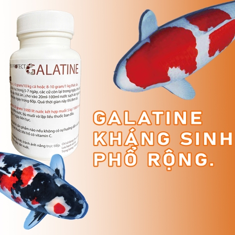 Galatine kháng sinh cá Koi đặc trị lở loét đỏ mình do nhiễm khuẩn cá cảnh