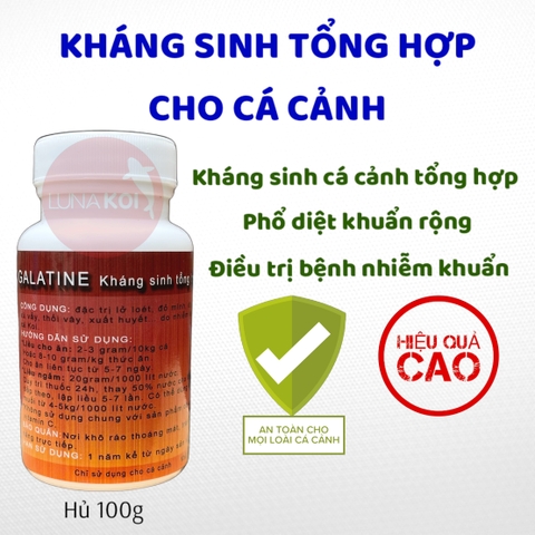 Galatine kháng sinh cá Koi đặc trị lở loét đỏ mình do nhiễm khuẩn cá cảnh