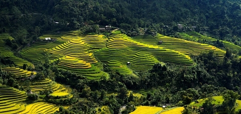 Biển Vàng Hoàng Su Phì Mùa Lúa Chín