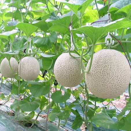 DƯA LƯỚI RUỘT CAM 1.2KG