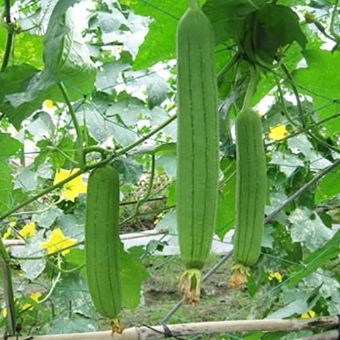 MƯỚP HƯƠNG HỮU CƠ - 1 TRÁI