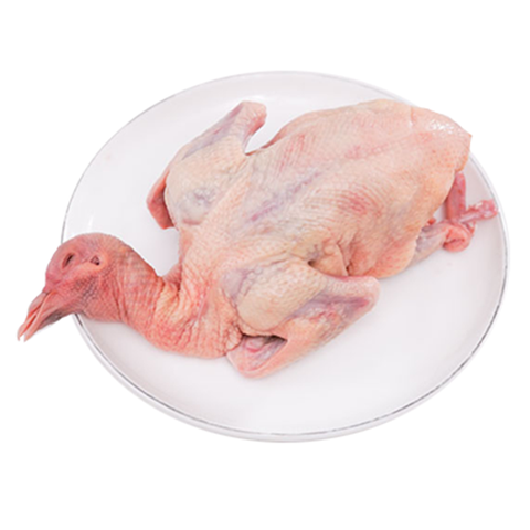 BỒ CÂU LÀM SẠCH TOH FISH