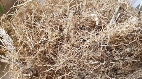 Rễ cỏ Vetiver