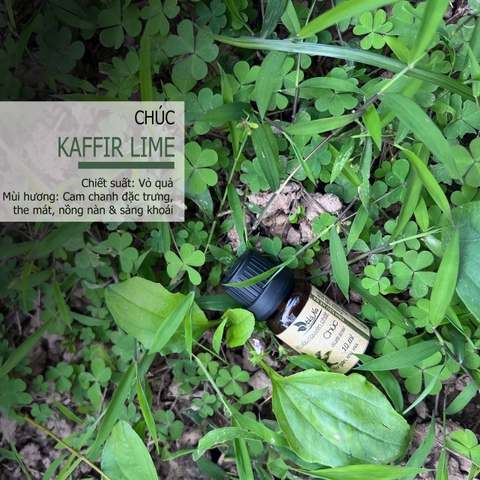 Tinh Dầu Chúc KAFFIR LIME