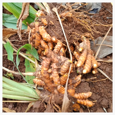 Tinh Dầu Nghệ TURMERIC