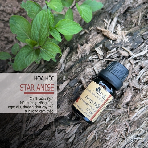 Tinh dầu Hoa Hồi STAR ANISEED