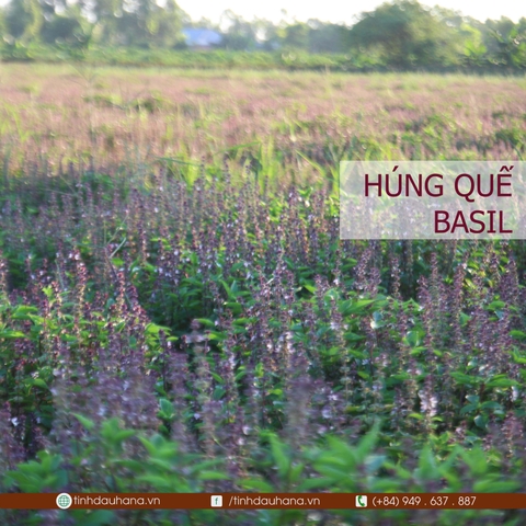 Tinh dầu Húng Quế BASIL